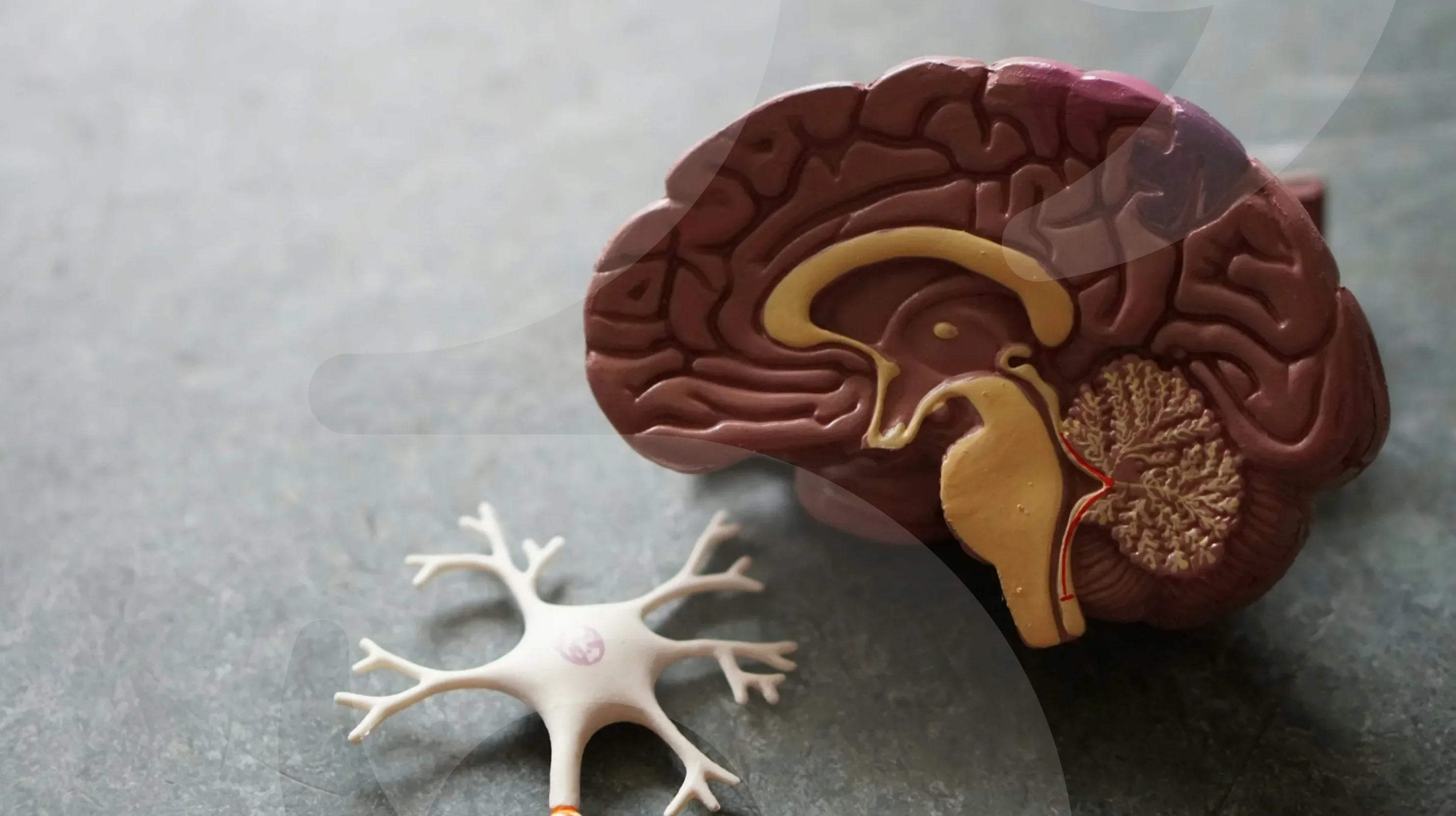 Birth and instincts: the limbic system